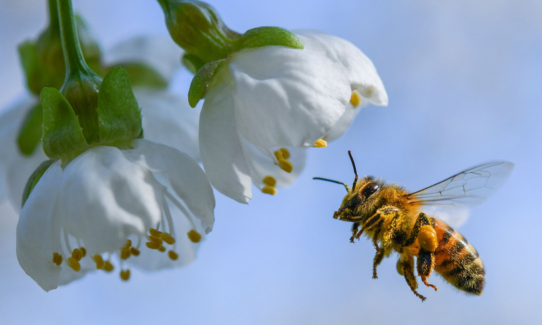 La primavera nel mondo: le foto più belle La primavera nel mondo: le foto più belle
