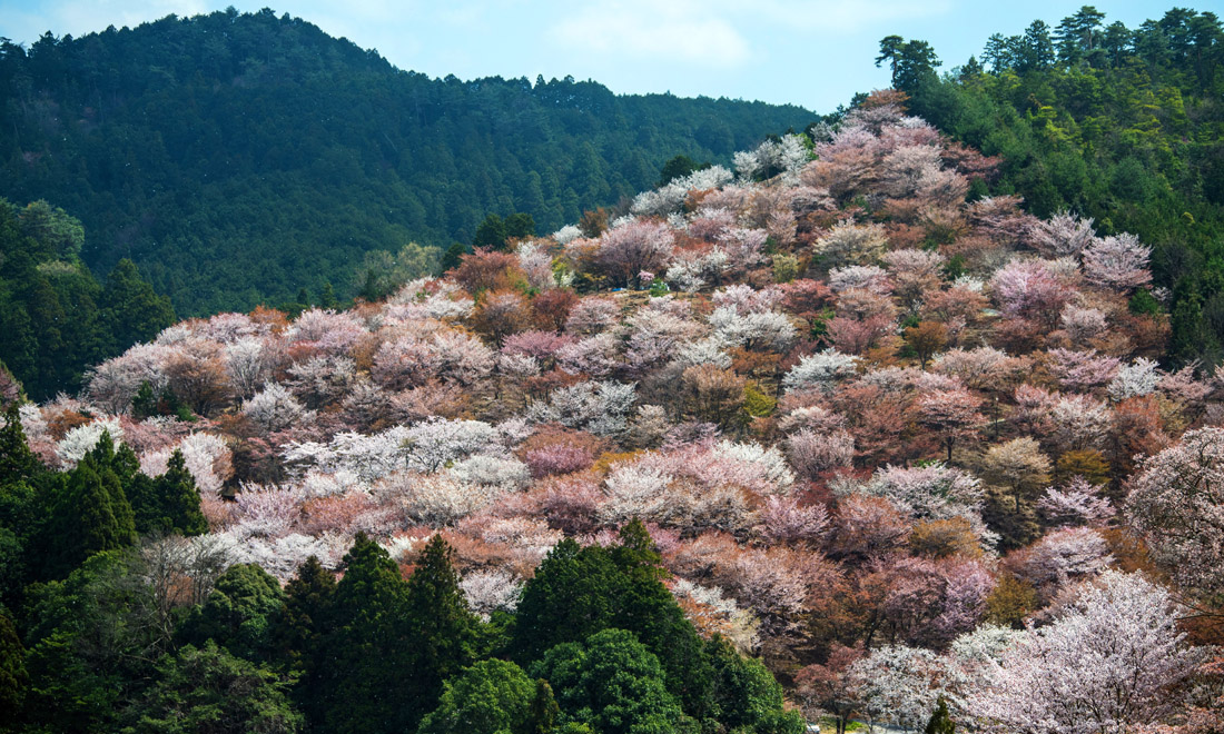 La primavera nel mondo: le foto più belle La primavera nel mondo: le foto più belle