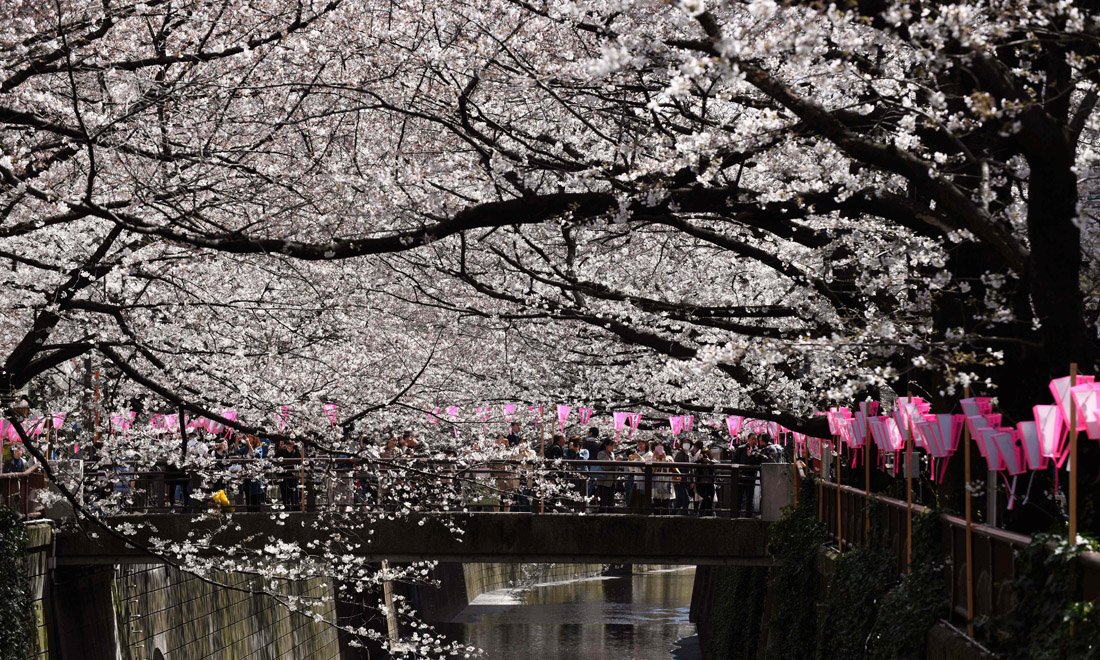 La primavera nel mondo: le foto più belle La primavera nel mondo: le foto più belle