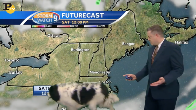 Cane interrompe in diretta le previsioni del tempo in tv | video