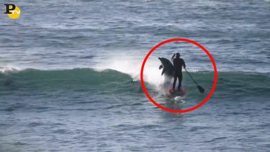 Australia: delfino colpisce uomo che fa stand up paddle nell’oceano | video