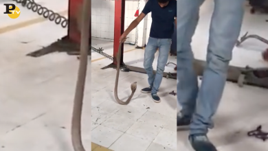 Meccanico trova un serpente cobra nel motore di un auto | video