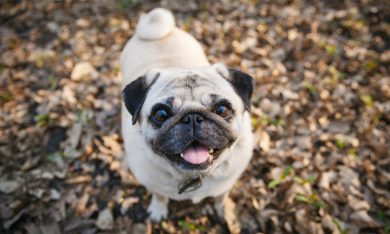 I cani e il gatto italiani più seguiti su Instagram