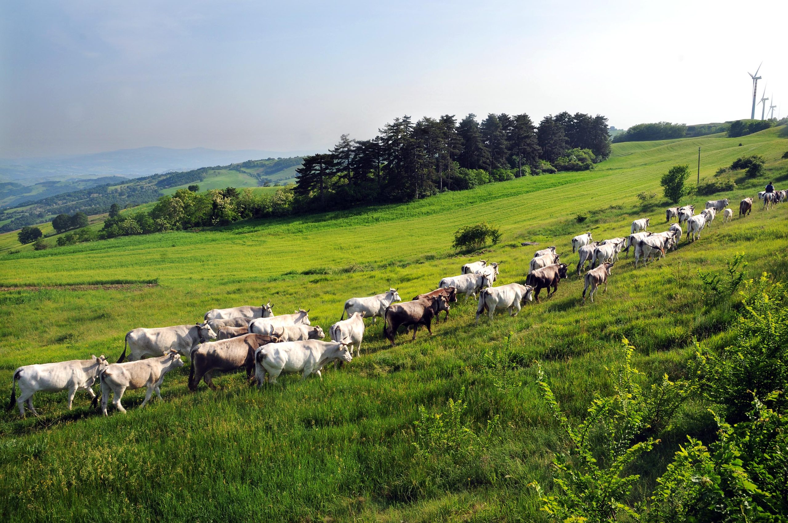 La “buona” transumanza