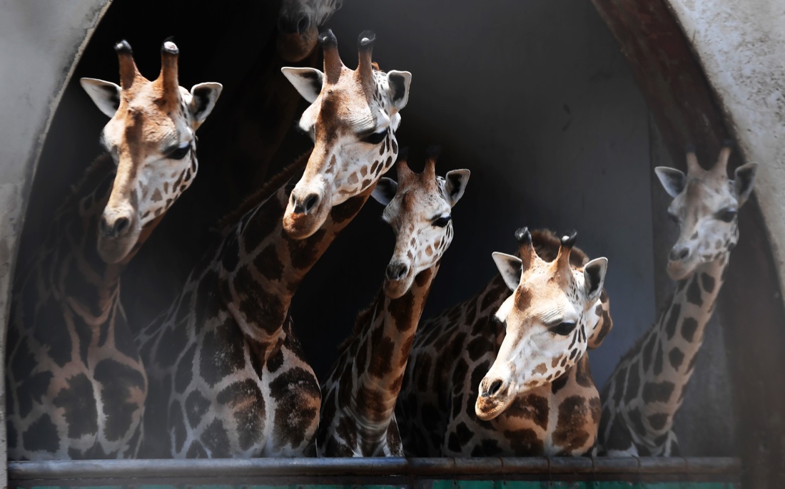 Le foto più belle della settimana: dal 2 all’ 8 giugno