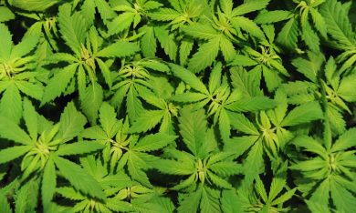 Come la cannabis light ha conquistato l’Italia