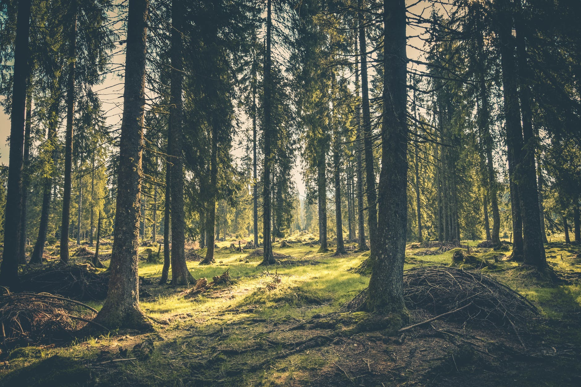 Running Wild. Trovare se stessi correndo nella foresta artica