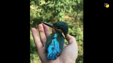 Il martin pescatore ruota la testa di quasi 360gradi. Il video che affascina il web