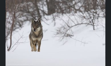 Lupi, se li conosci non ti fanno paura