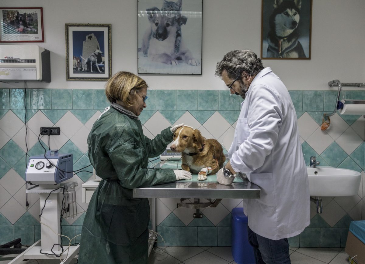 Galleria foto 'Oristano Social Dog' - foto 11