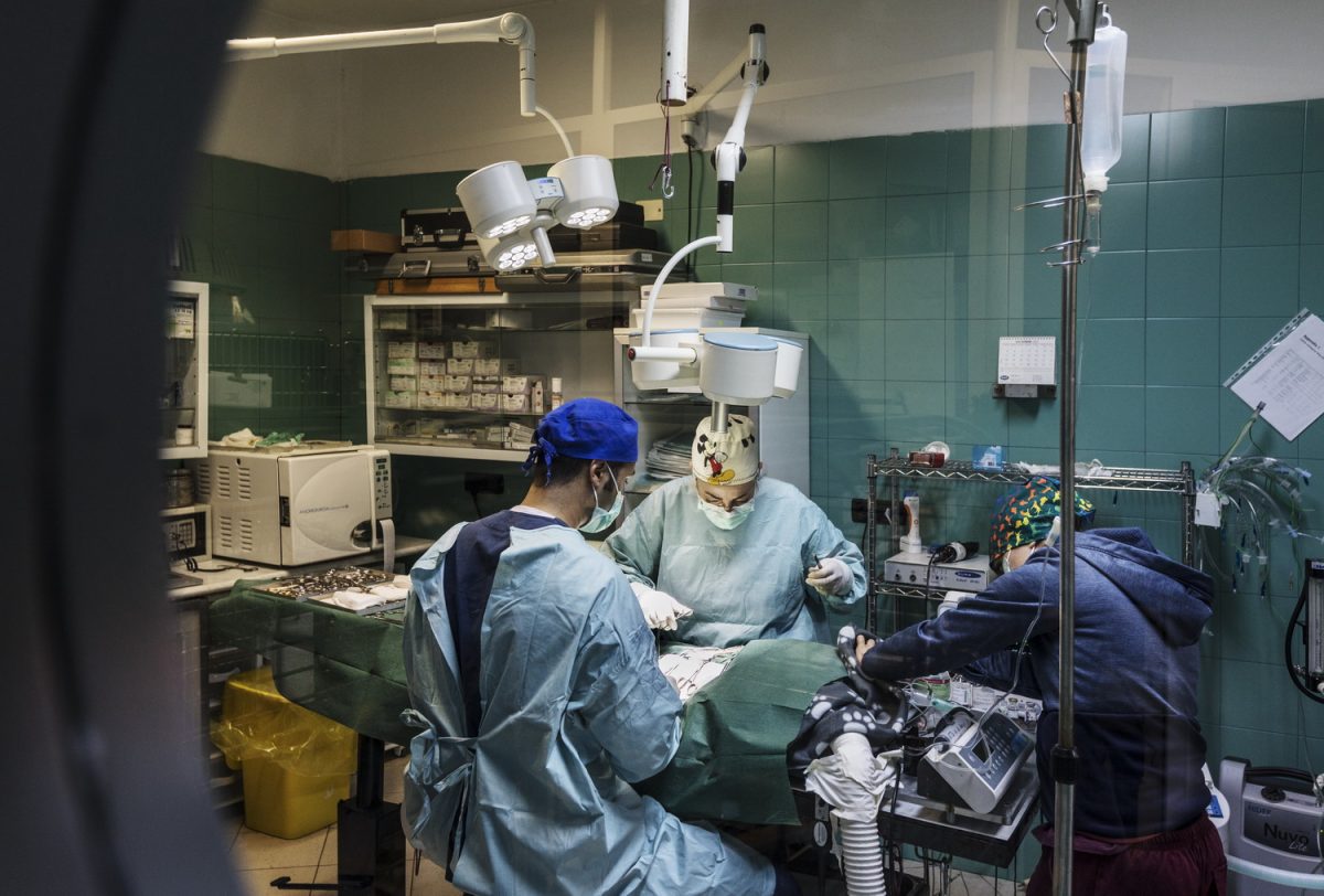 Galleria foto 'Oristano Social Dog' - foto 10