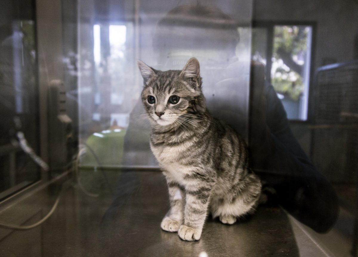 Galleria foto 'Oristano Social Dog' - foto 9