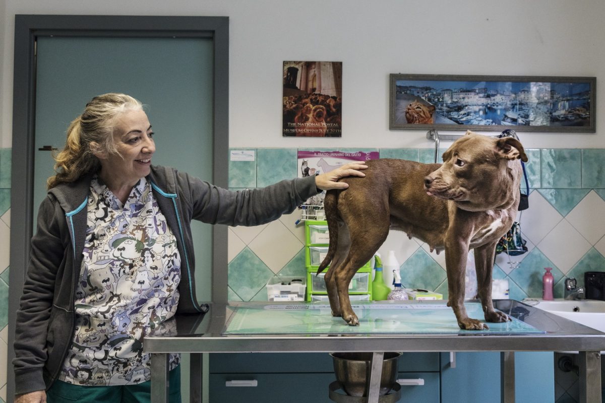 Galleria foto 'Oristano Social Dog' - foto 5