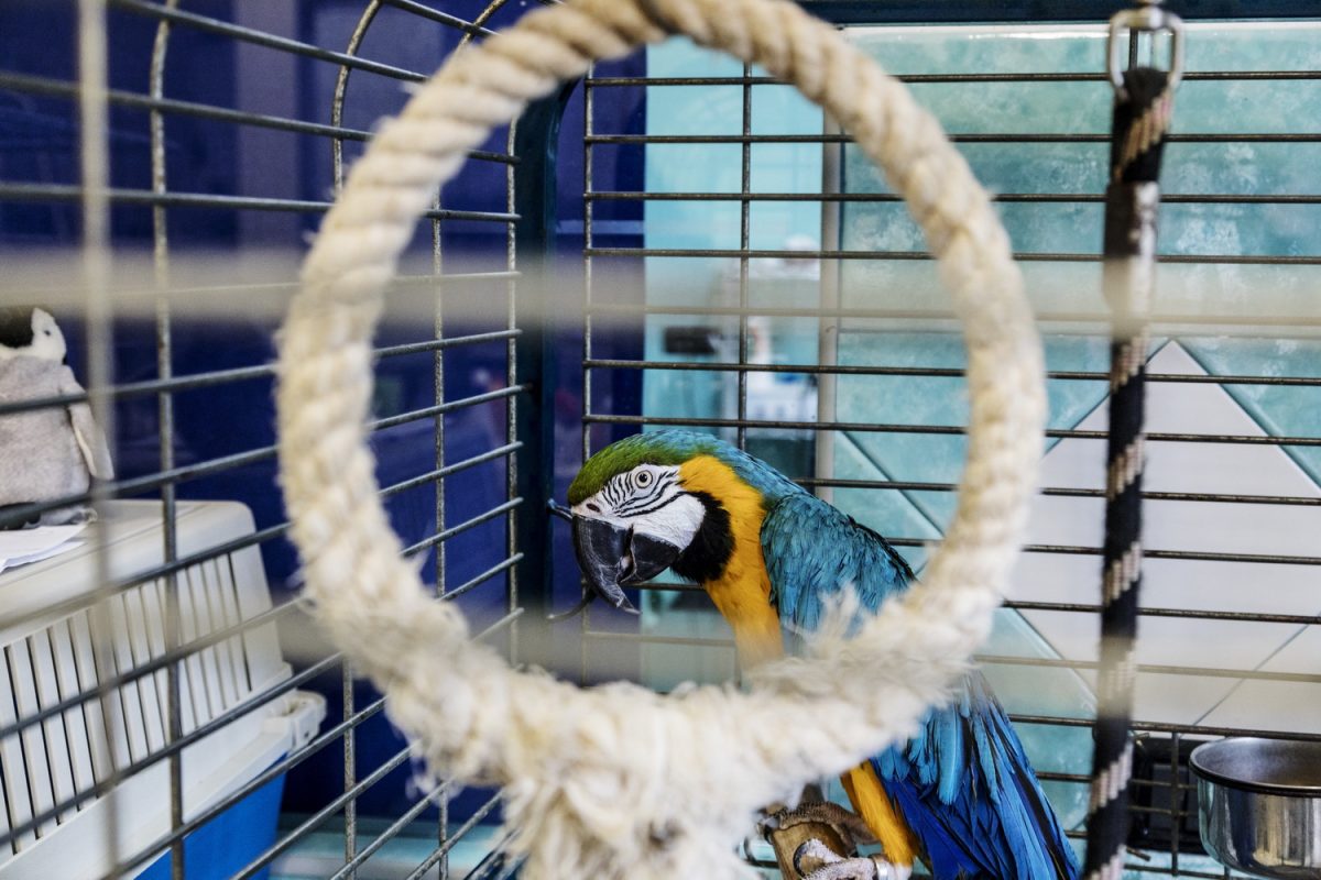 Galleria foto 'Oristano Social Dog' - foto 4