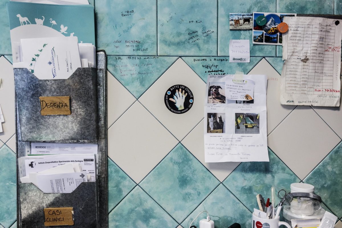 Galleria foto 'Oristano Social Dog' - foto 3