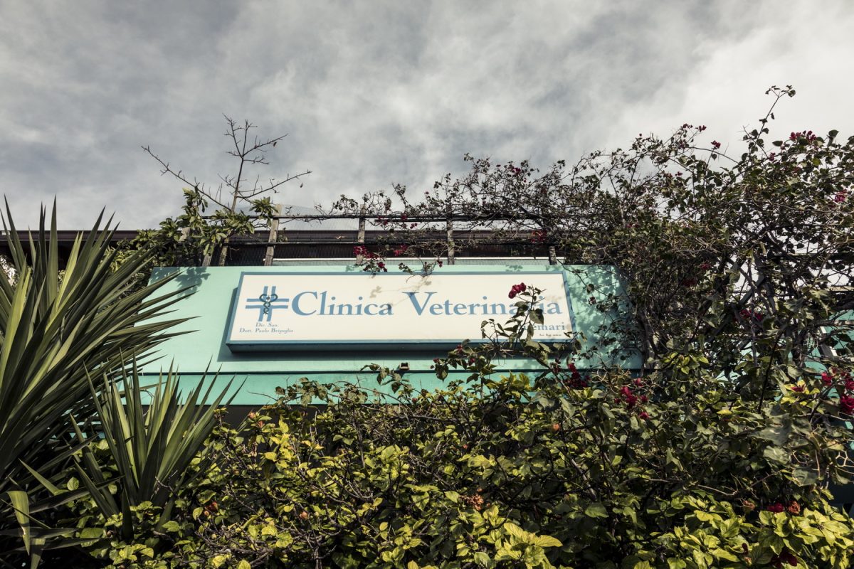 Galleria foto 'Oristano Social Dog' - foto 2