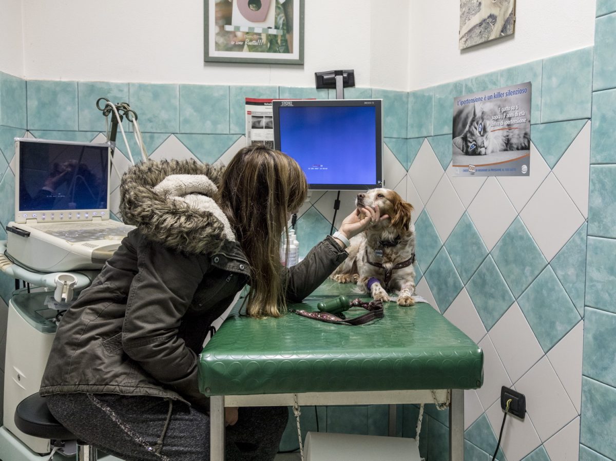 Galleria foto 'Oristano Social Dog' - foto 12