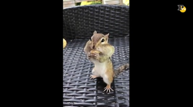 Scoiattolo da record, quante arachidi riesce a tenere in bocca?