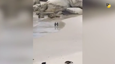 La passeggiata romantica dei pinguini che emoziona il web