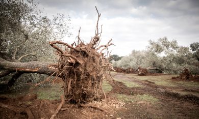 Xylella: ecco perché non è una bufala