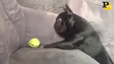 Cagnolino lotta col divano per la palla | video