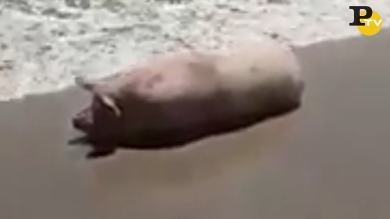 Un maiale in riva al mare | video