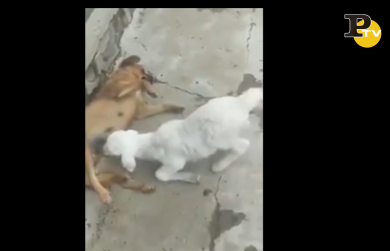 Il cuore grande di questa cagnolina | VIDEO