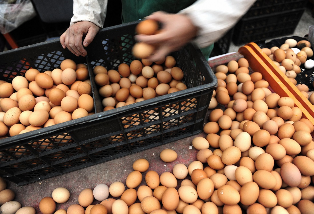 Italian contribution to sustainable agricolture Italian contribution to sustainable agricolture