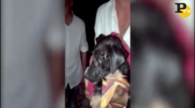 Cucciolo di cane caduto in un pozzo viene salvato dei Pompieri | video