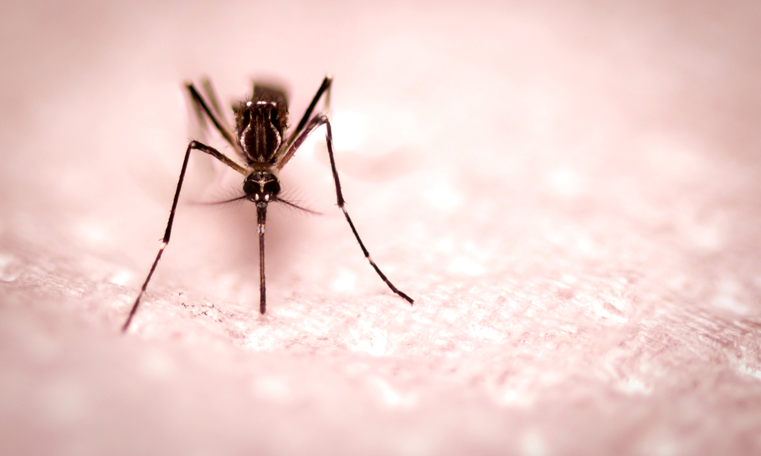 Virus del West Nile: cosa succede in Italia Virus del West Nile: cosa succede in Italia