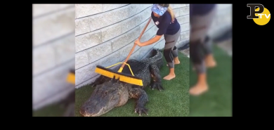 Il coccodrillo che adora farsi fare i grattini sul dorso | video