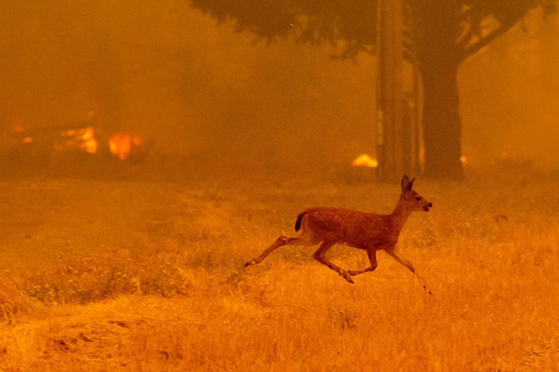 California, l’incendio più grande della sua storia – Le foto California, l’incendio più grande della sua storia – Le foto
