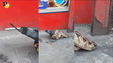 Londra: serpente boa stritola piccione in strada | video