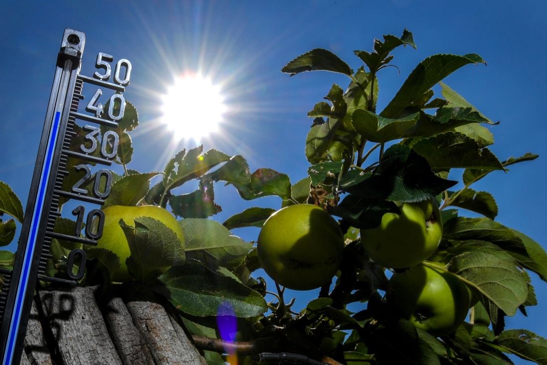 Ondata di caldo: foto dal mondo