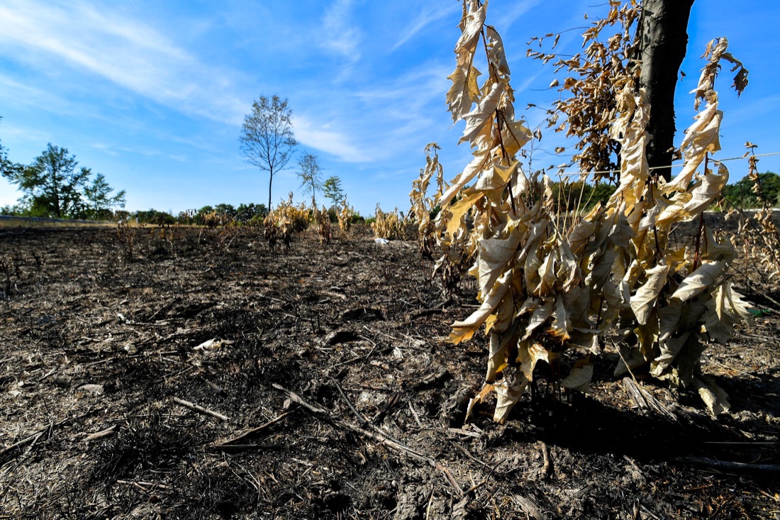 Ondata di caldo: foto dal mondo