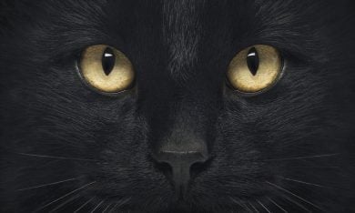 “Il linguaggio segreto dei gatti” di Susanne Schötz