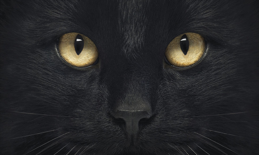 “Il linguaggio segreto dei gatti” di Susanne Schötz
