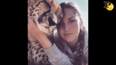 Le fusa del cucciolo di leopardo alle coccole di questa ragazza | video