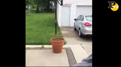 Cagnolina adorabile vuole giocare a nascondino col padrone | video