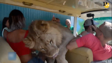 Leone cerca coccole dai turisti nel Safari Park | video
