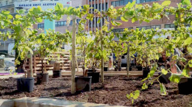 L’orto galleggiante al festival bio di Montecarlo