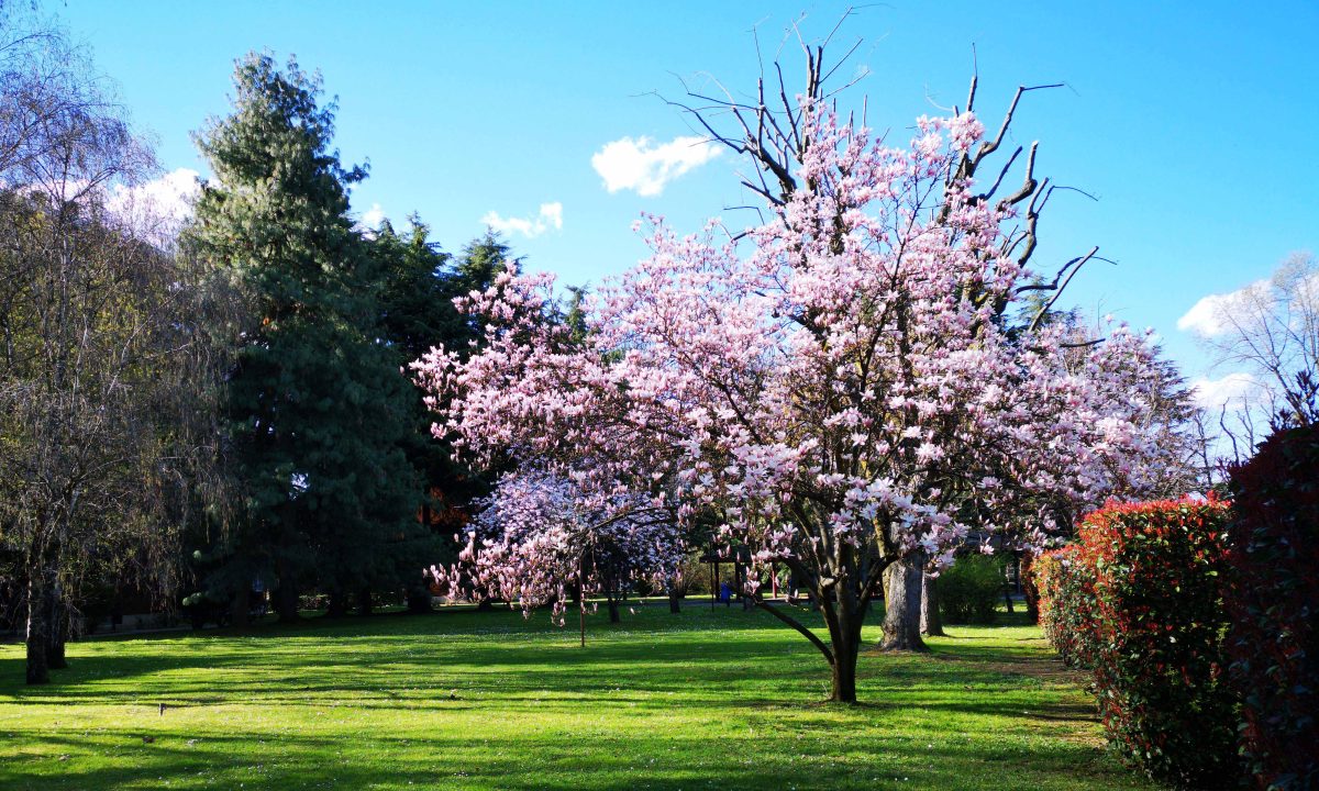 Galleria foto 'Apple, Huawei, OnePlus, LG, Google: lo smartphone con la fotocamera migliore?' - foto 83