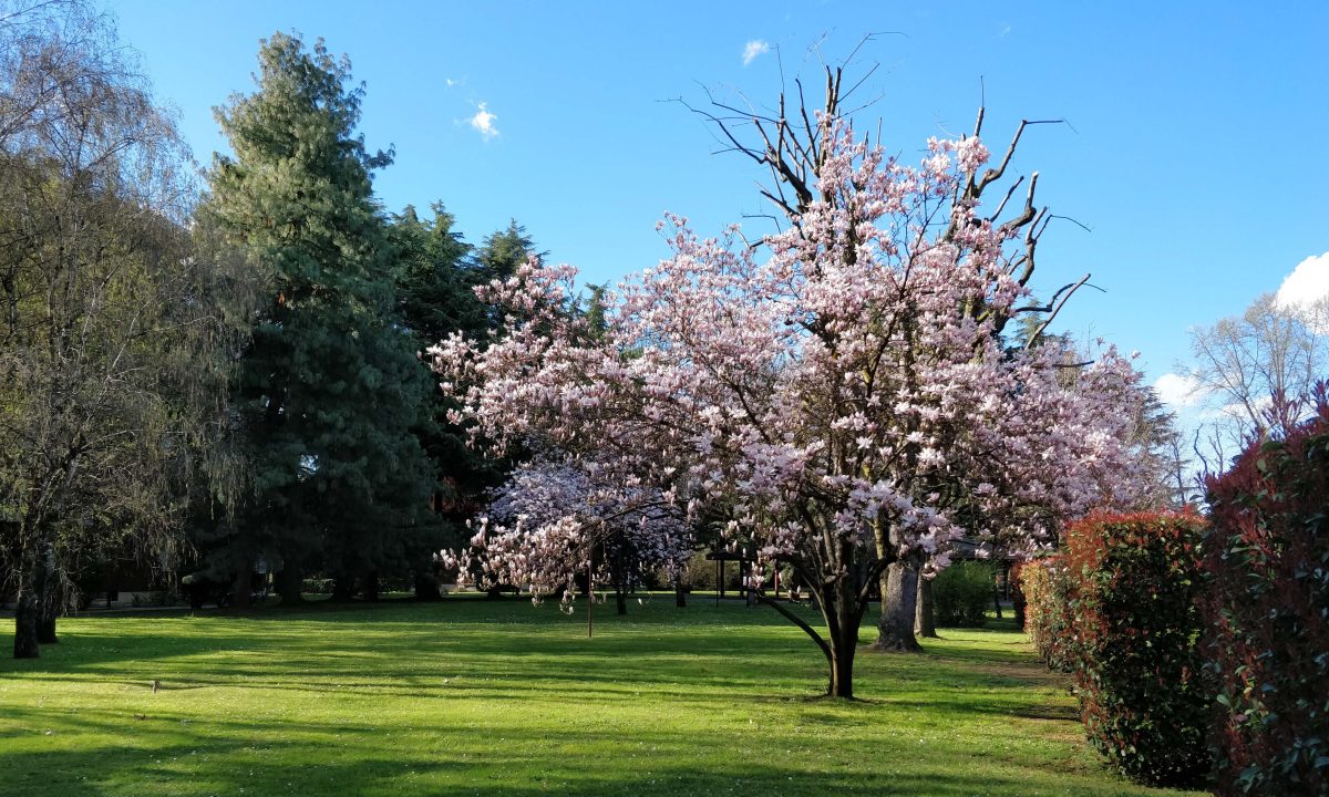 Galleria foto 'Apple, Huawei, OnePlus, LG, Google: lo smartphone con la fotocamera migliore?' - foto 86