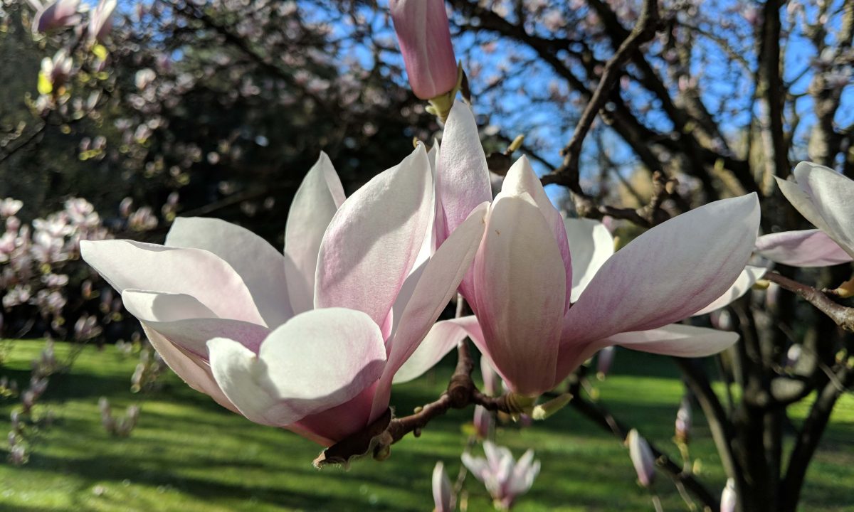 Galleria foto 'Apple, Huawei, OnePlus, LG, Google: lo smartphone con la fotocamera migliore?' - foto 87