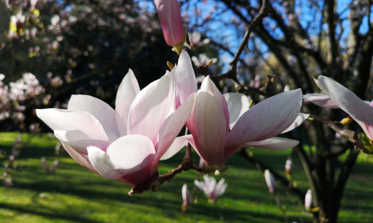 Galleria foto 'Apple, Huawei, OnePlus, LG, Google: lo smartphone con la fotocamera migliore?' - foto 88