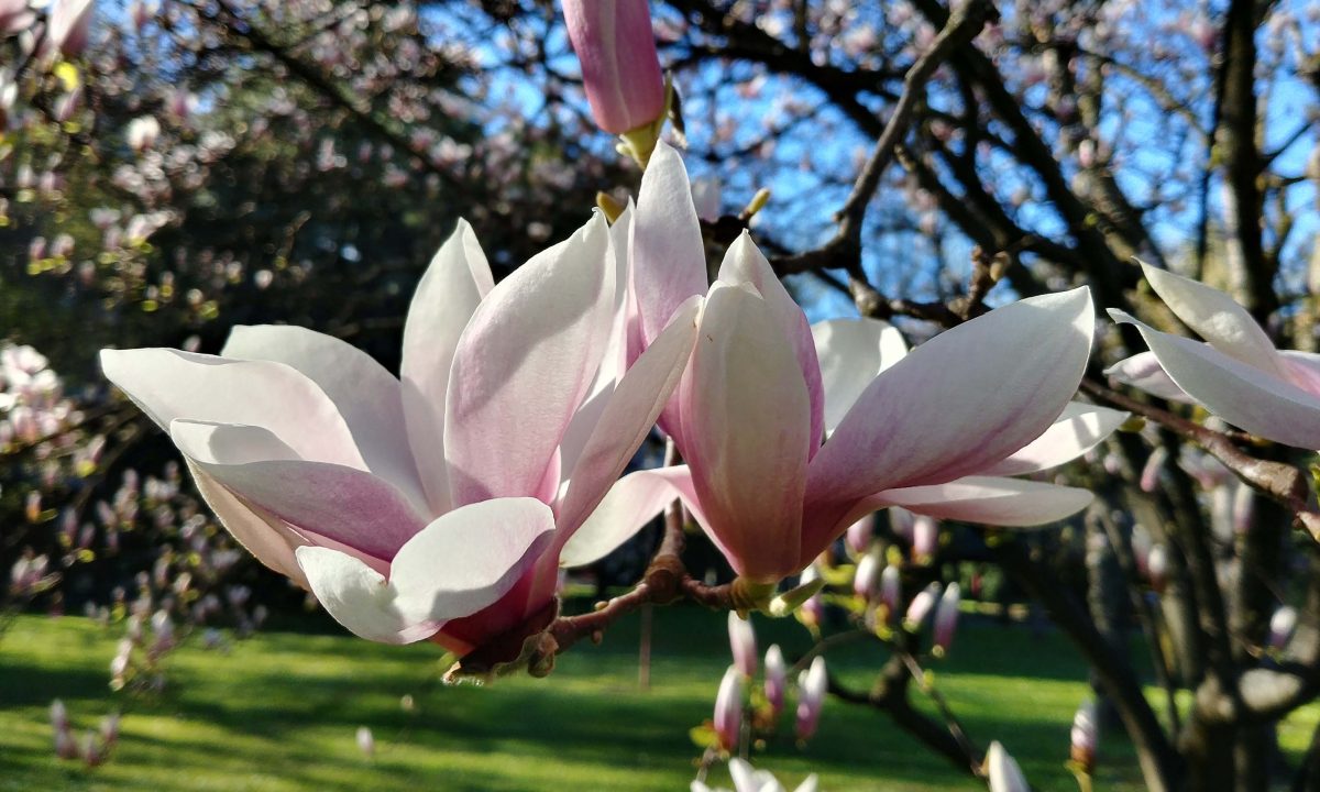 Galleria foto 'Apple, Huawei, OnePlus, LG, Google: lo smartphone con la fotocamera migliore?' - foto 76