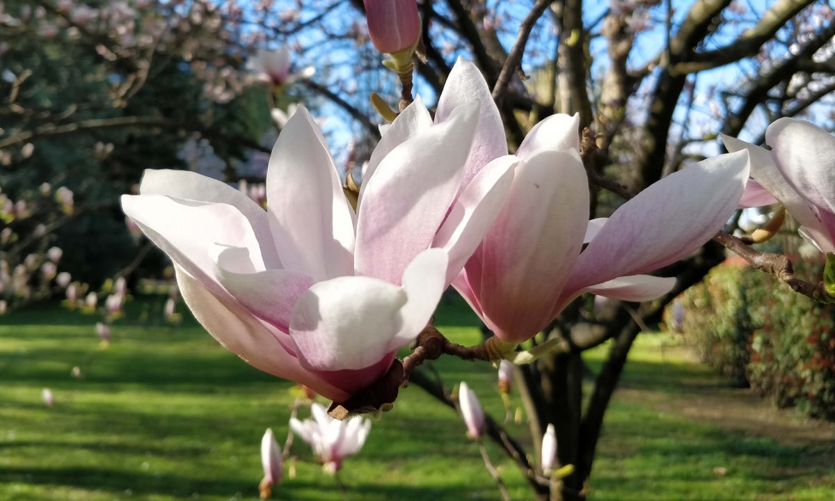 Galleria foto 'Apple, Huawei, OnePlus, LG, Google: lo smartphone con la fotocamera migliore?' - foto 75