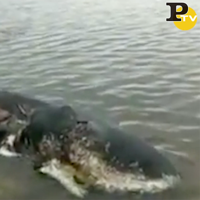 Indonesia: Capodoglio morto con 6 kg plastica nello stomaco | video