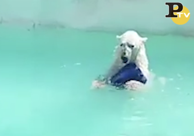 È morto Yupik, l’orso polare che viveva nel caldo di uno zoo messicano | video