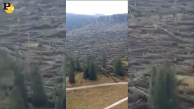 Altopiano di Asiago, alberi abbattuti dal vento | video